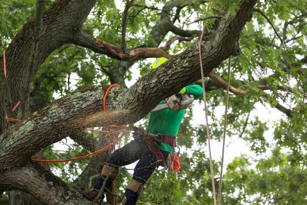 Landscape Design and Installation in Ozona, TX