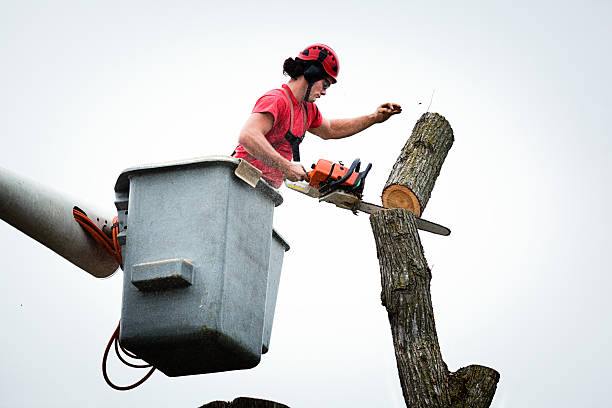 Best Fruit Tree Pruning  in Ozona, TX